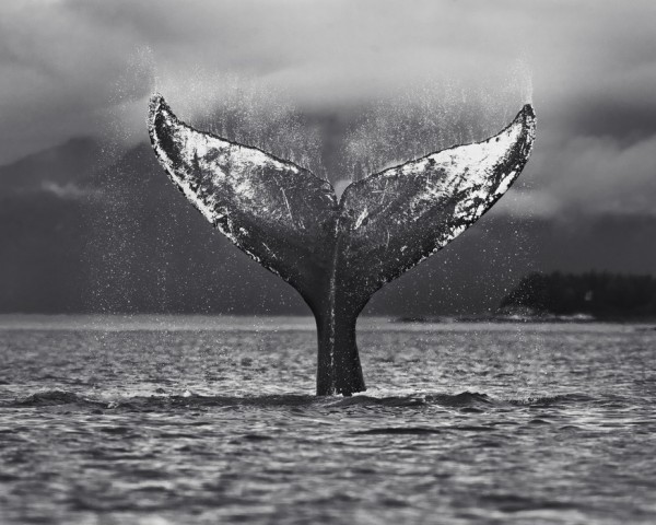 輸入壁紙 カスタム壁紙 PHOTOWALL / Humpback Whale, Alaska (e31111)