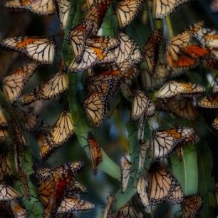 輸入壁紙 カスタム壁紙 PHOTOWALL / Monarch Butterflies Roosting, California (e31116)
