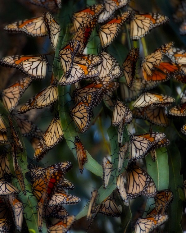 輸入壁紙 カスタム壁紙 PHOTOWALL / Monarch Butterflies Roosting, California (e31116)