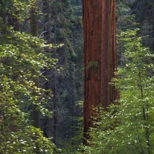 輸入壁紙 カスタム壁紙 PHOTOWALL / Pacific Dogwood Tree and Giant Sequoia, California (e31118)