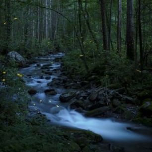 輸入壁紙 カスタム壁紙 PHOTOWALL / Syncronous Fireflies, Great Smoky Mountains National Park (e31135)