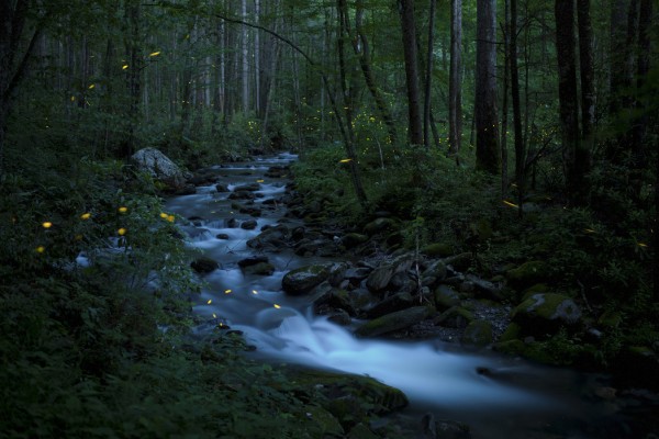 輸入壁紙 カスタム壁紙 PHOTOWALL / Syncronous Fireflies, Great Smoky Mountains National Park (e31135)