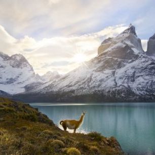 輸入壁紙 カスタム壁紙 PHOTOWALL / Two Guanacos at Edge of Lake, Torres del Paine National Park (e31140)