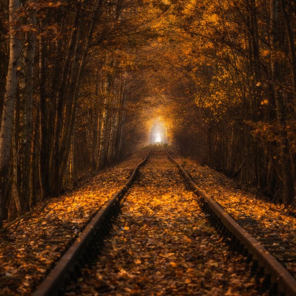 輸入壁紙 カスタム壁紙 PHOTOWALL / Autumn Tunnel (e310011)