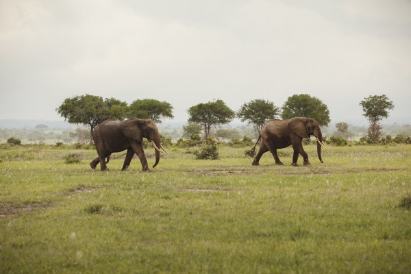輸入壁紙 カスタム壁紙 PHOTOWALL / Elephants in National Park (e310069)