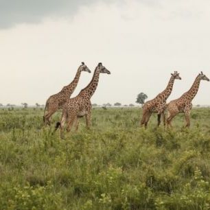 輸入壁紙 カスタム壁紙 PHOTOWALL / Giraffes in National Park (e310070)