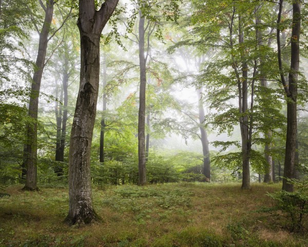輸入壁紙 カスタム壁紙 PHOTOWALL / Forest Fog (e310083)
