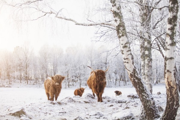 輸入壁紙 カスタム壁紙 PHOTOWALL / Cattles in Snow (e310107)