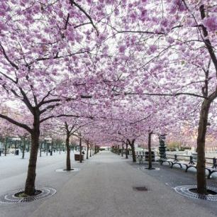輸入壁紙 カスタム壁紙 PHOTOWALL / Cherry Tree Blossoms (e310111)