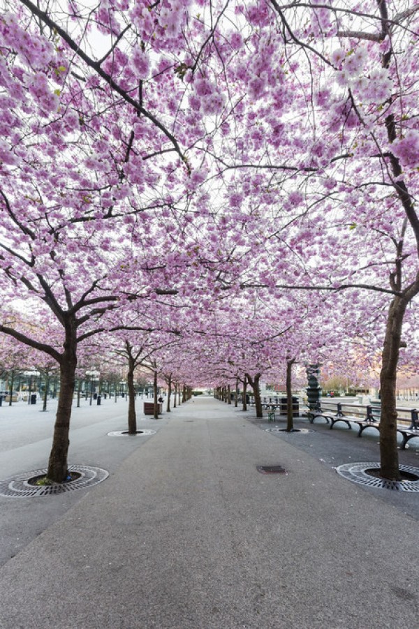 輸入壁紙 カスタム壁紙 PHOTOWALL / Cherry Tree Blossoms (e310111)