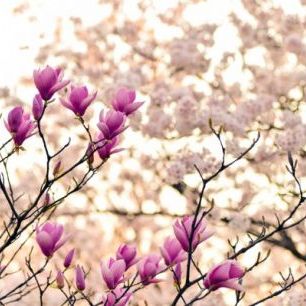 輸入壁紙 カスタム壁紙 PHOTOWALL / Magnolia Flowers (e310184)