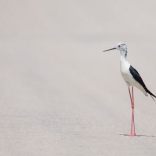 輸入壁紙 カスタム壁紙 PHOTOWALL / Bird at the Beach (e310213)