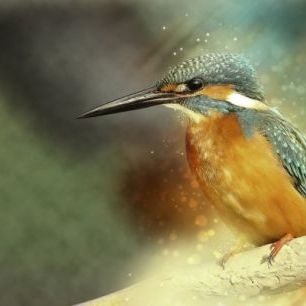 輸入壁紙 カスタム壁紙 PHOTOWALL / Perched Kingfisher (e310238)