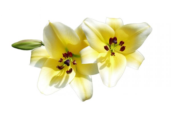 輸入壁紙 カスタム壁紙 PHOTOWALL / Lilies Flower (e310243)