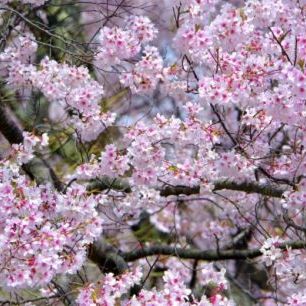 輸入壁紙 カスタム壁紙 PHOTOWALL / Cherry Blossoms (e310252)