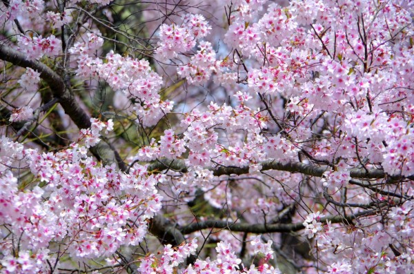 輸入壁紙 カスタム壁紙 PHOTOWALL / Cherry Blossoms (e310252)