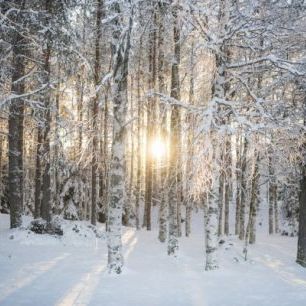 輸入壁紙 カスタム壁紙 PHOTOWALL / Winter Birches (e310344)