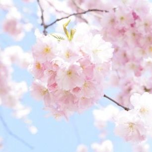 輸入壁紙 カスタム壁紙 PHOTOWALL / Cherry Tree Flowers (e310411)