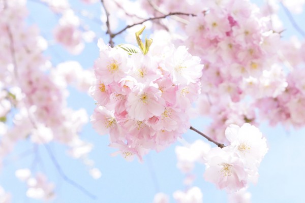 輸入壁紙 カスタム壁紙 PHOTOWALL / Cherry Tree Flowers (e310411)