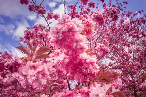 輸入壁紙 カスタム壁紙 PHOTOWALL / Japanese Cherry Trees (e310412)