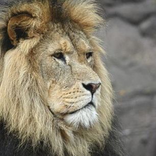 輸入壁紙 カスタム壁紙 PHOTOWALL / Majestic Lion (e310413)