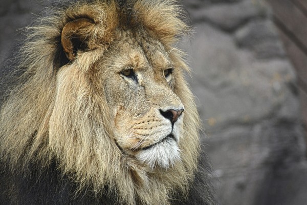 輸入壁紙 カスタム壁紙 PHOTOWALL / Majestic Lion (e310413)