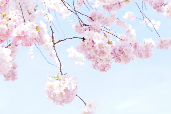 輸入壁紙 カスタム壁紙 PHOTOWALL / Blooming Cherry Flowers (e310423)