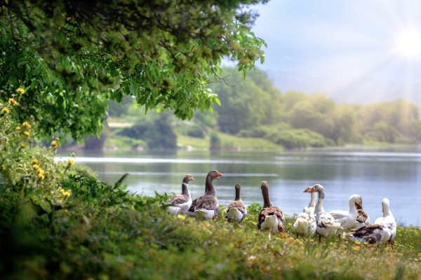 輸入壁紙 カスタム壁紙 PHOTOWALL / Flock of Wild Geese (e310428)