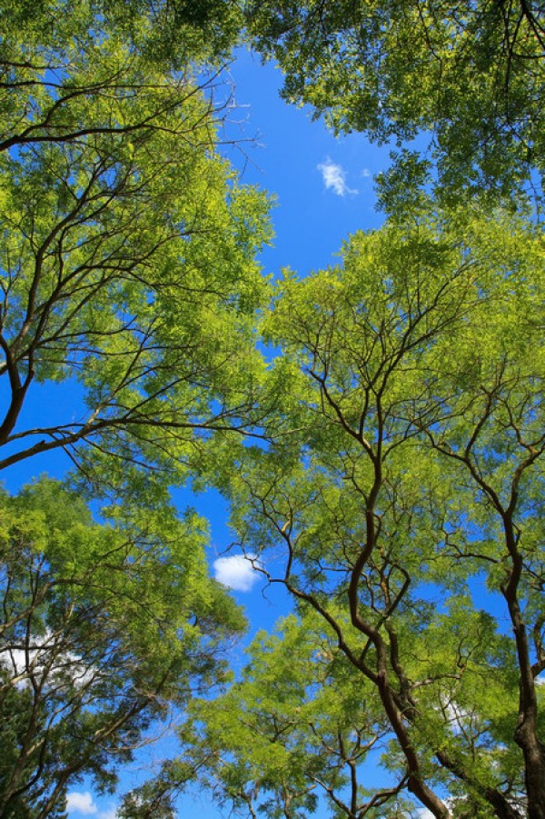 輸入壁紙 カスタム壁紙 PHOTOWALL / Trees and Sky (e310432)