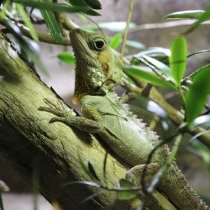 輸入壁紙 カスタム壁紙 PHOTOWALL / Lizard on Branch (e310433)