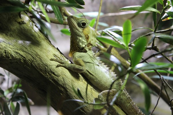 輸入壁紙 カスタム壁紙 PHOTOWALL / Lizard on Branch (e310433)