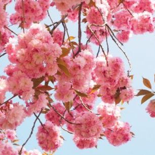 輸入壁紙 カスタム壁紙 PHOTOWALL / Pink Cherry Flowers (e310434)