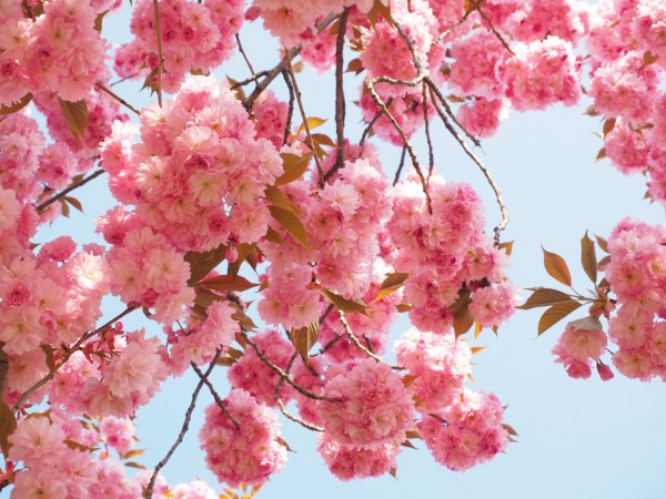 輸入壁紙 カスタム壁紙 PHOTOWALL / Pink Cherry Flowers (e310434)
