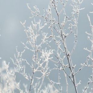 輸入壁紙 カスタム壁紙 PHOTOWALL / Snow Covered Plant (e310441)