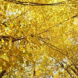 輸入壁紙 カスタム壁紙 PHOTOWALL / Yellow Leaves (e310449)