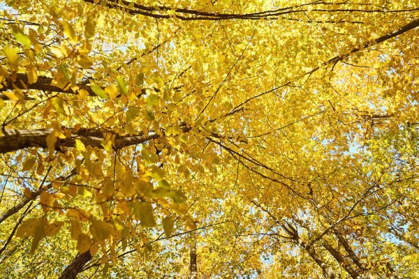 輸入壁紙 カスタム壁紙 PHOTOWALL / Yellow Leaves (e310449)