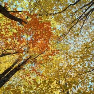 輸入壁紙 カスタム壁紙 PHOTOWALL / Red and Yellow Autumn Leaves (e310450)