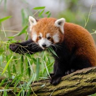 輸入壁紙 カスタム壁紙 PHOTOWALL / Little Red Panda (e310453)