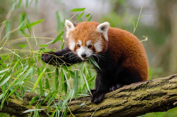 輸入壁紙 カスタム壁紙 PHOTOWALL / Little Red Panda (e310453)