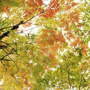 輸入壁紙 カスタム壁紙 PHOTOWALL / Colors of Autumn Leaves (e310455)