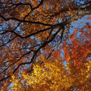 輸入壁紙 カスタム壁紙 PHOTOWALL / Colorful Autumn Leaves (e310456)