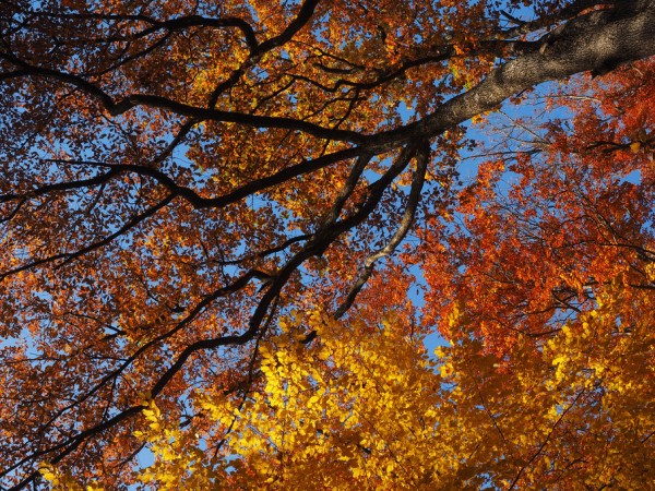 輸入壁紙 カスタム壁紙 PHOTOWALL / Colorful Autumn Leaves (e310456)