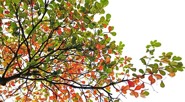 輸入壁紙 カスタム壁紙 PHOTOWALL / Colorful Catappa Leaves (e310471)