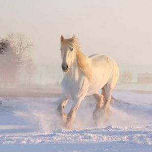 輸入壁紙 カスタム壁紙 PHOTOWALL / White Horse (e310477)