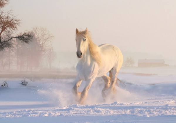 輸入壁紙 カスタム壁紙 PHOTOWALL / White Horse (e310477)