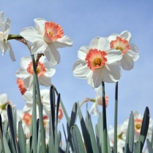 輸入壁紙 カスタム壁紙 PHOTOWALL / Blooming Daffodils (e310485)
