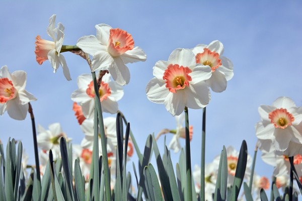 輸入壁紙 カスタム壁紙 PHOTOWALL / Blooming Daffodils (e310485)