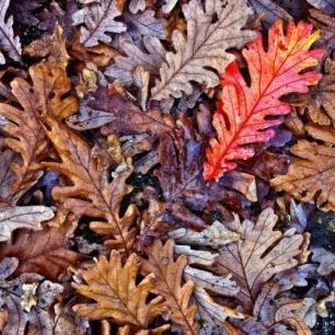 輸入壁紙 カスタム壁紙 PHOTOWALL / Fallen Oak Leaves (e310486)