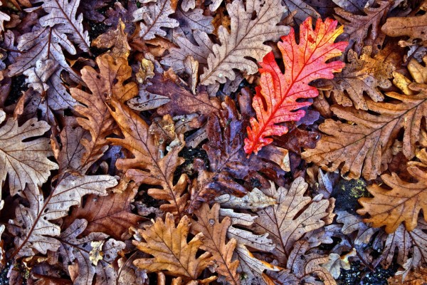 輸入壁紙 カスタム壁紙 PHOTOWALL / Fallen Oak Leaves (e310486)