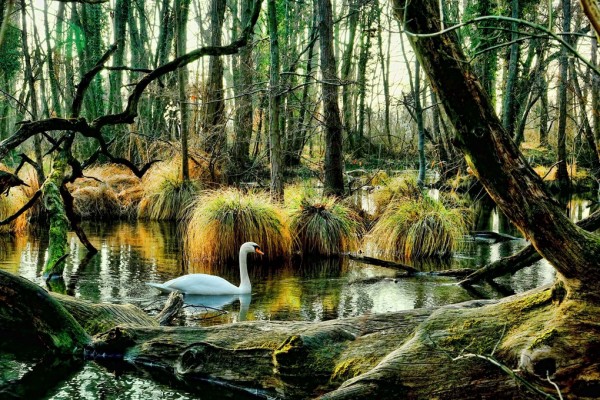 輸入壁紙 カスタム壁紙 PHOTOWALL / Swan in Swamp (e310489)